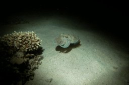 20010620_Mangrove_Bay_Nacht_0012